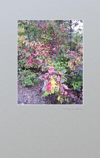 Bright colored leaves of Fall in Colo9rado